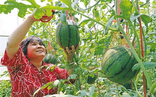 一季度陕西农产品出口额同比增长51.9